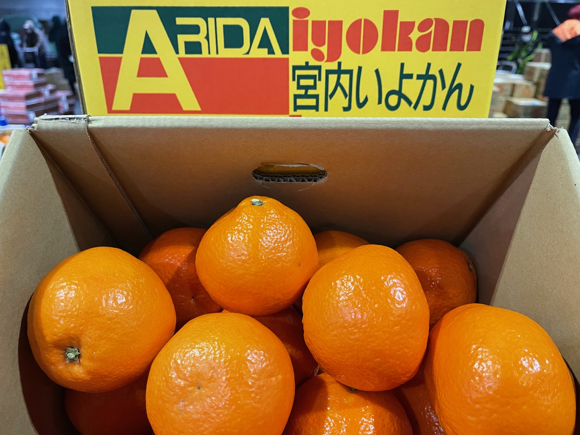 宮内いよかんの販売が始まりました 札幌みらい中央青果株式会社