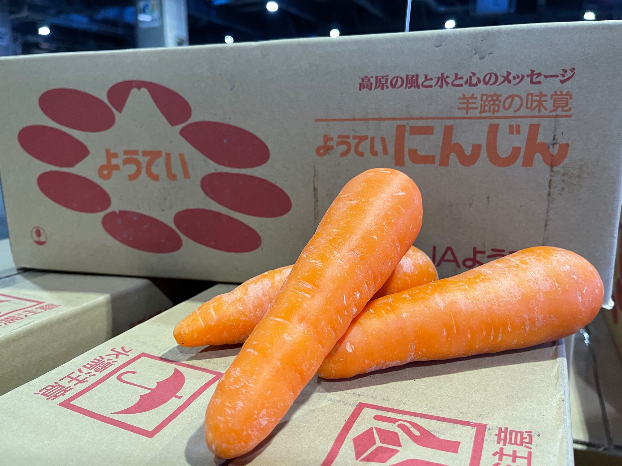 JAようてい「雪下にんじん」販売スタートです – 札幌みらい中央青果