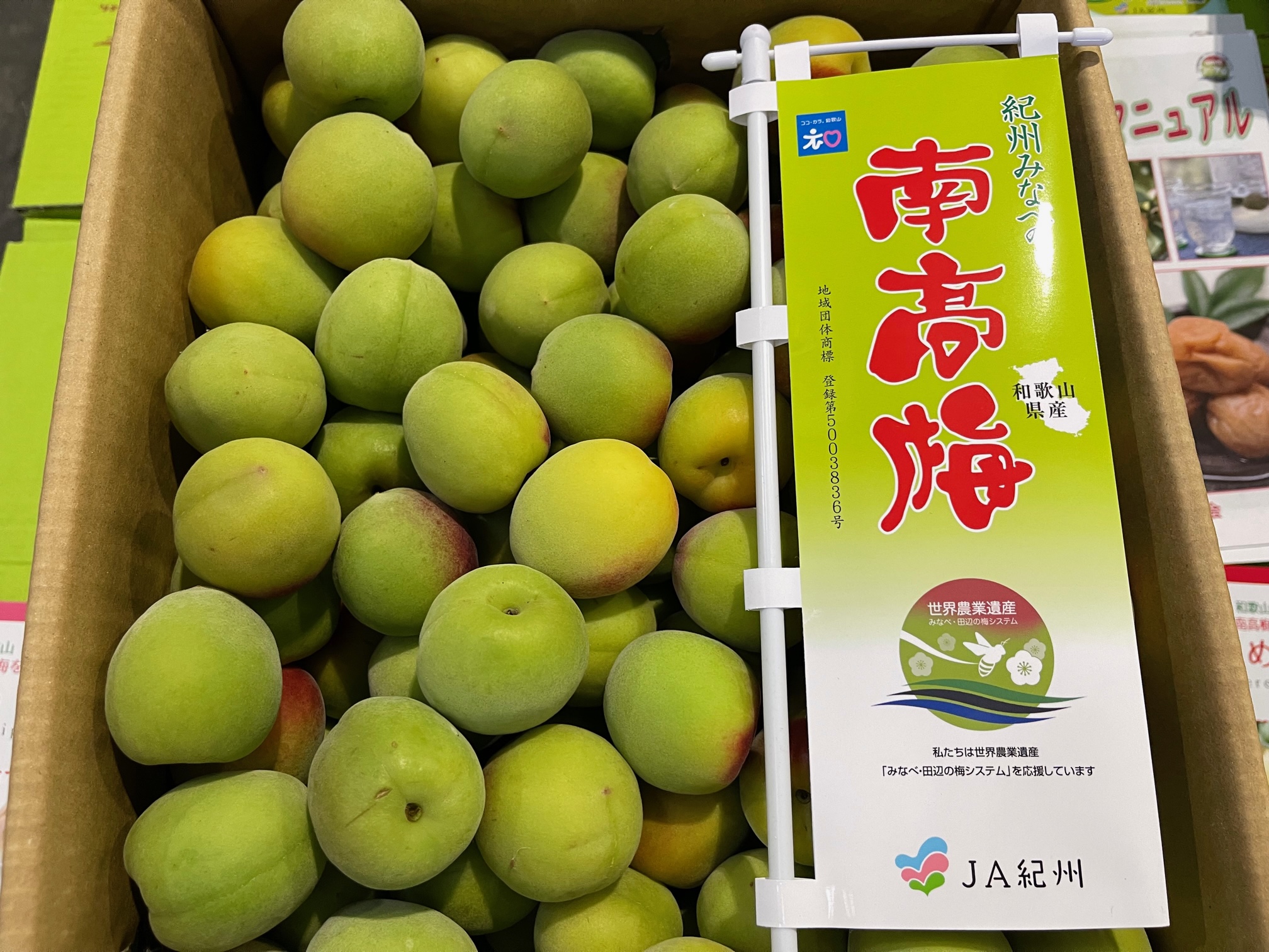 【ひ〜ぽん】和歌山県産　南高梅　（6月7月発送予定）約10㎏ item_20250406_164006_900_ORG.jpg