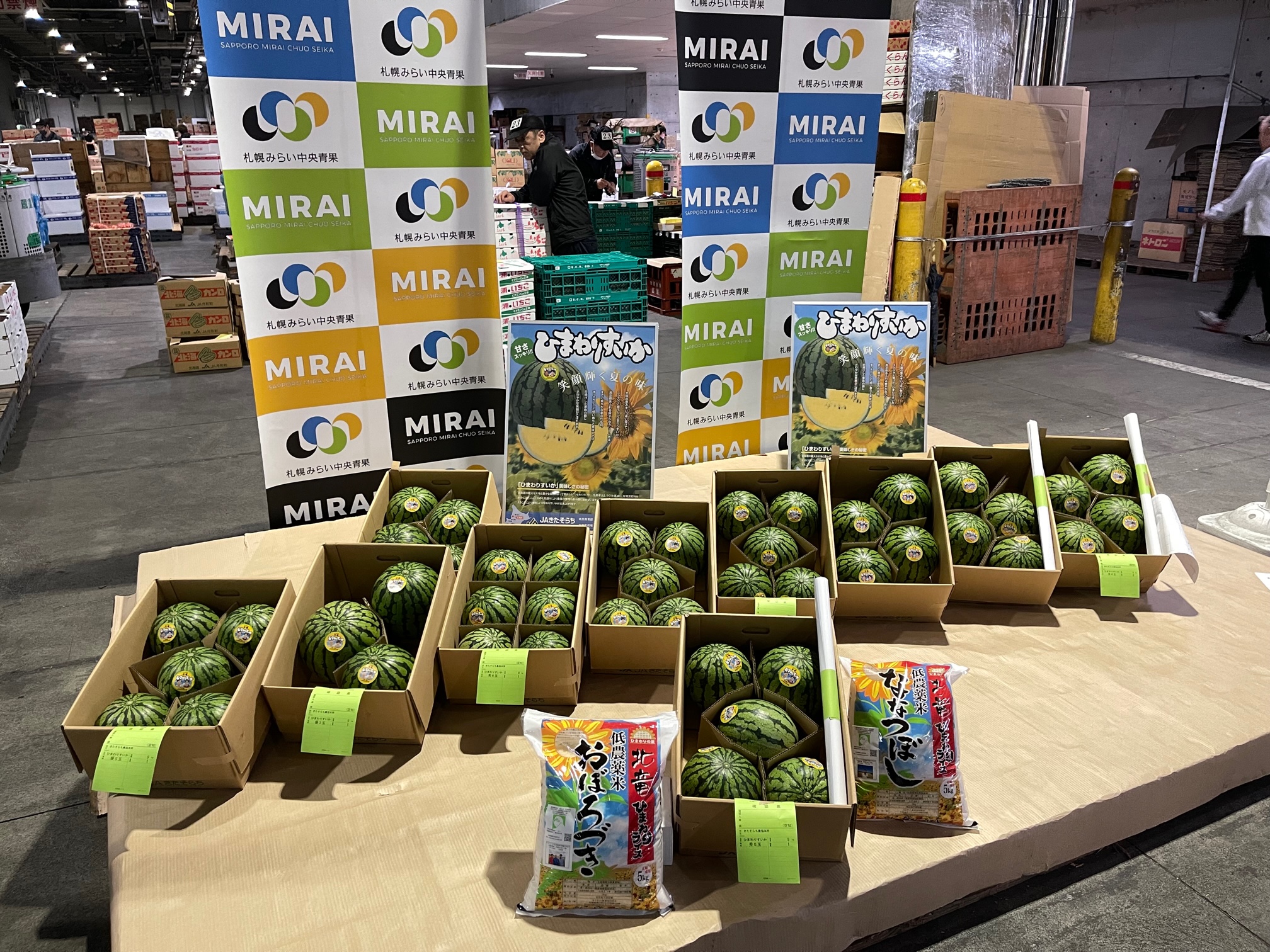 黄色いくまさん　青森岩木山採取　あけび蔓　150cm～ 15kg　2 黄色いくまさん 青森岩木山採取 あけび蔓 150cm～ 15kg 2 2025年