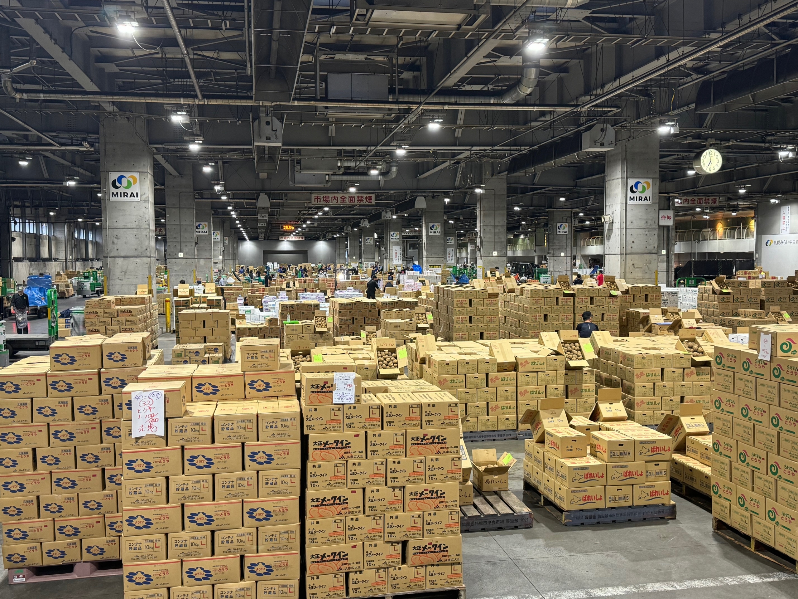 今日は野菜の日！今週の入荷情報（8/26～31） – 札幌みらい中央青果