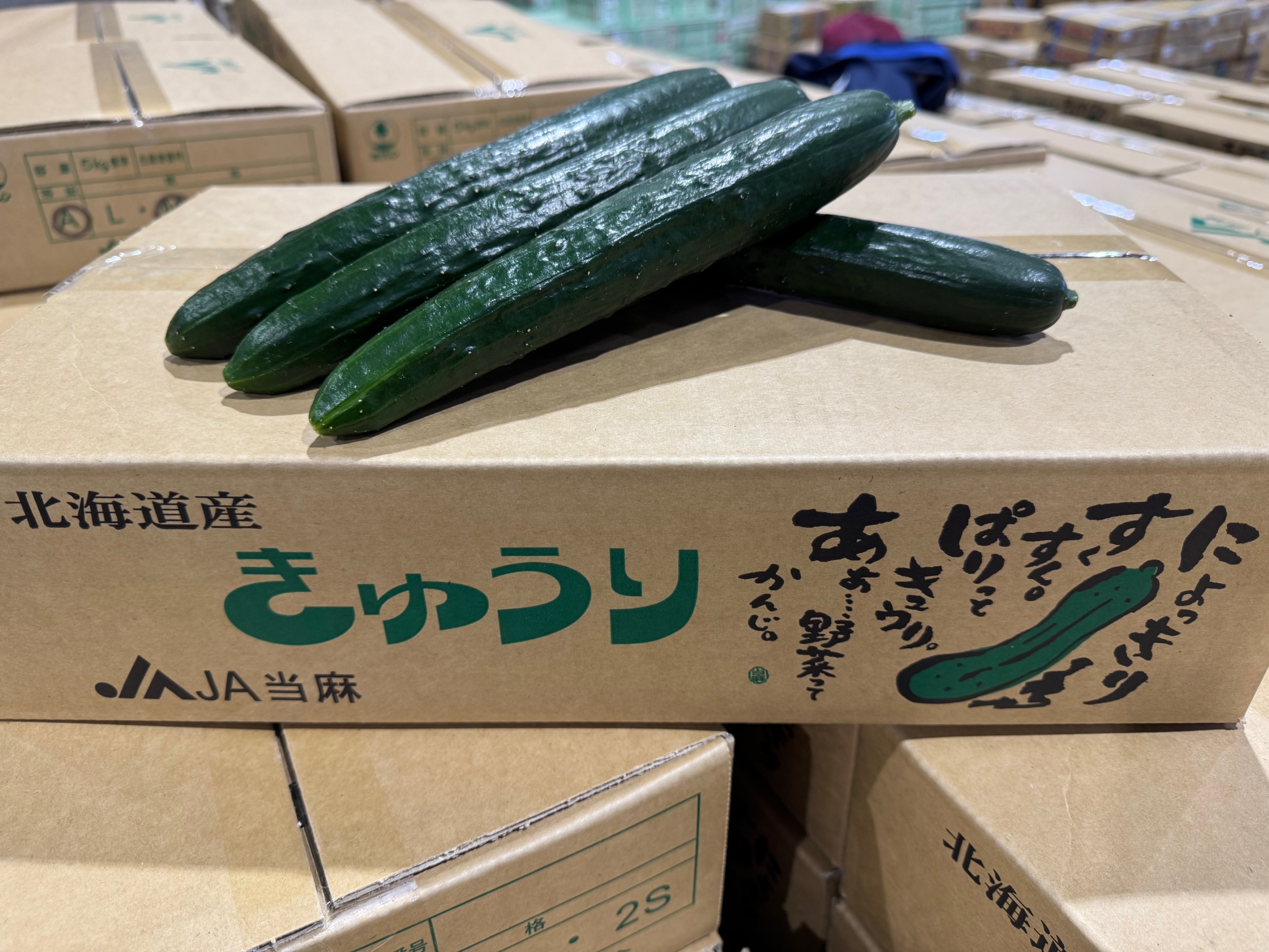 JA当麻「きゅうり」の初出荷です – 札幌みらい中央青果株式会社
